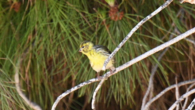 European serin / Gulfinka - Spain Serinus serinus © Trausti Baldursson European serin / Gulfinka - Spain Serinus serinus © Trausti Baldursson