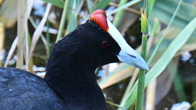 Red-knobbed Coot / Hnúðhæna - Spain Fulica cristata © Trausti Baldursson Red-knobbed Coot / Hnúðhæna - Spain Fulica cristata © Trausti Baldursson