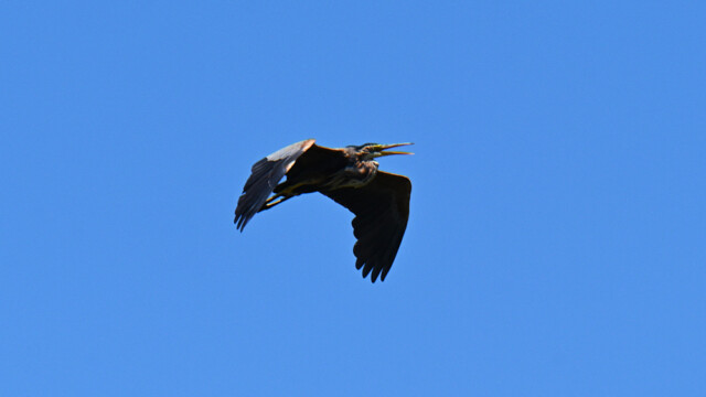 Purplel heron / Rauðhegri – Spain Ardea purpurea © Trausti Baldursson Purplel heron / Rauðhegri – Spain Ardea purpurea © Trausti Baldursson