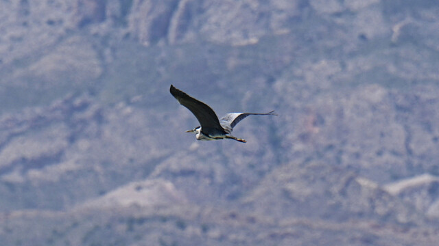 Gray heron / Gráhegri – Spain Ardea cinerea © Trausti Baldursson Gray heron / Gráhegri – Spain Ardea cinerea © Trausti Baldursson