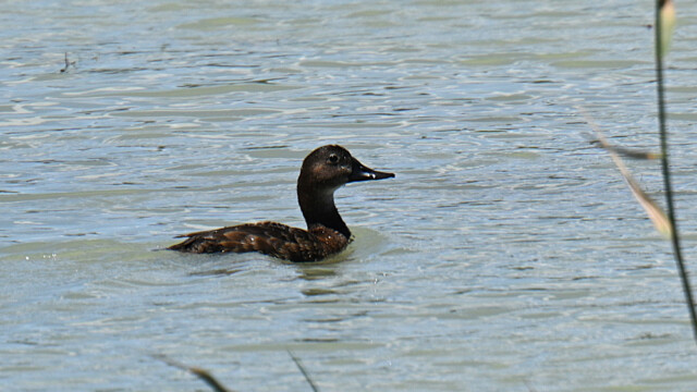 Canvasback duck / Dúkönd – Spain Aythya valisineria © Trausti Baldursson Canvasback duck / Dúkönd – Spain Aythya valisineria © Trausti Baldursson