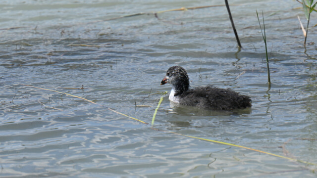 Eurasian Coot (juvenile) / Bleshæna - Spain Fulica atra  © Trausti Baldursson Eurasian Coot (juvenile) / Bleshæna - Spain Fulica atra © Trausti Baldursson