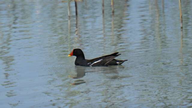 Common moorhen / Sefhæna – Spain Callinula chloropus © Trausti Baldursson Common moorhen / Sefhæna – Spain Callinula chloropus © Trausti Baldursson