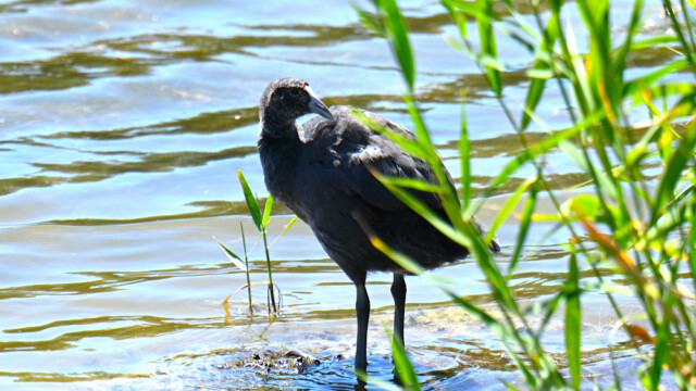 Red-knobbed Coot (juvenile) / Hnúðhæna - Spain Fulica cristata © Trausti Baldursson Red-knobbed Coot (juvenile) / Hnúðhæna - Spain Fulica cristata © Trausti Baldursson