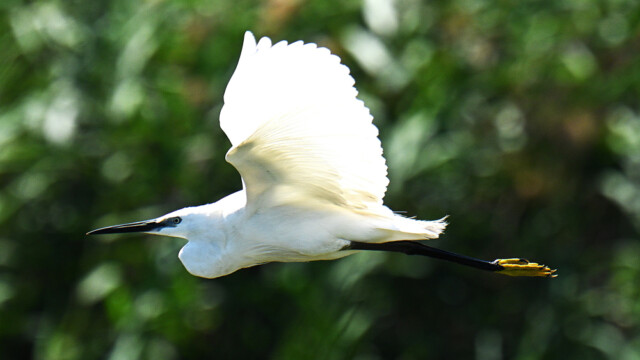 Little Egret / Bjarthegri – Spain Egretta garzetta © Trausti Baldursson Little Egret / Bjarthegri – Spain Egretta garzetta © Trausti Baldursson