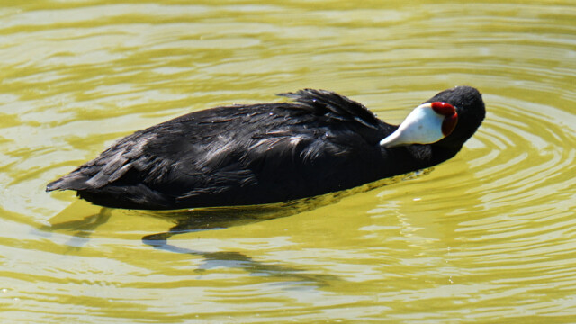 Red-knobbed Coot / Hnúðhæna - Spain Fulica cristata © Trausti Baldursson Red-knobbed Coot / Hnúðhæna - Spain Fulica cristata © Trausti Baldursson