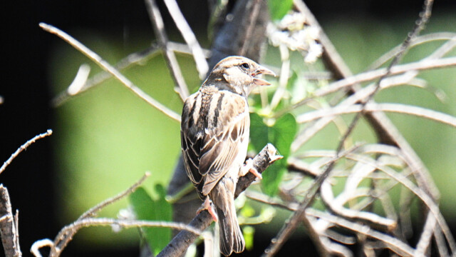 House sparrow / Gráspör - Spain Passer domesticus © Trausti Baldursson House sparrow / Gráspör - Spain Passer domesticus © Trausti Baldursson
