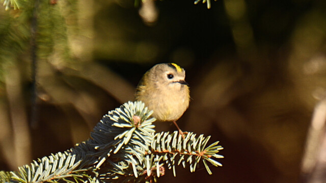 Glókollur - Regulus regulus © Trausti Baldursson Glókollur - Regulus regulus © Trausti Baldursson