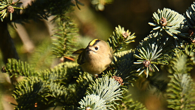 Glókollur - Regulus regulus © Trausti Baldursson Glókollur - Regulus regulus © Trausti Baldursson