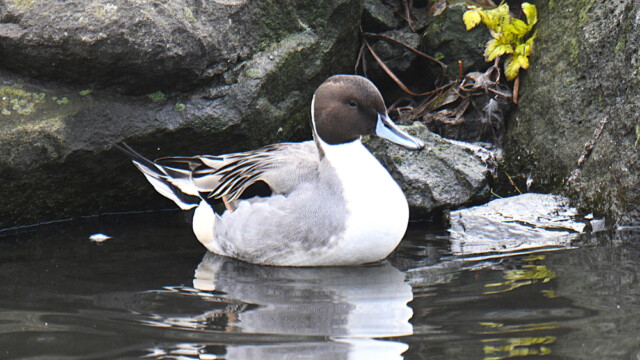 Grafönd- Anas acuta © Trausti Baldursson Grafönd- Anas acuta © Trausti Baldursson