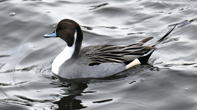 Grafönd- Anas acuta © Trausti Baldursson Grafönd- Anas acuta © Trausti Baldursson