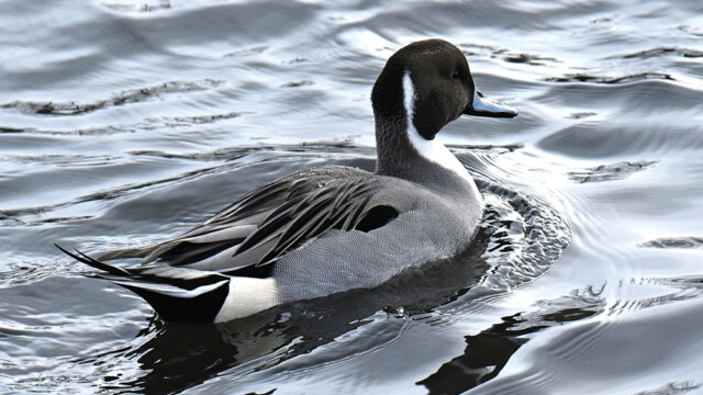 Grafönd- Anas acuta © Trausti Baldursson Grafönd- Anas acuta © Trausti Baldursson