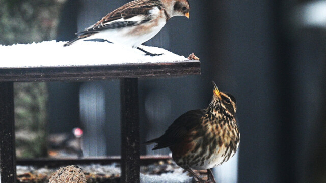 Snjótittlingur/Sólskríkja - Plectrophenax nivalis © Trausti Baldursson Snjótittlingur/Sólskríkja - Plectrophenax nivalis © Trausti Baldursson