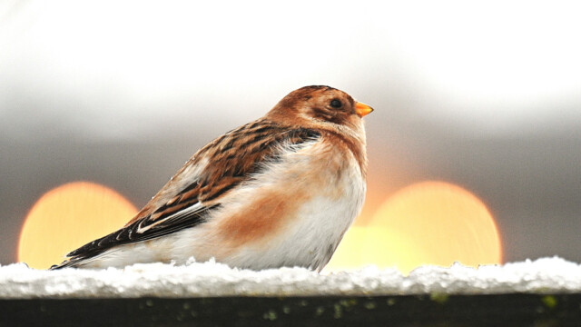Snjótittlingur/Sólskríkja - Plectrophenax nivalis © Trausti Baldursson Snjótittlingur/Sólskríkja - Plectrophenax nivalis © Trausti Baldursson