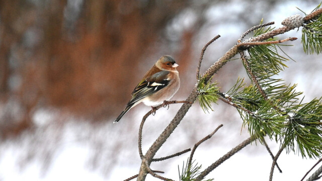 Bókfinka - Fringilla coelebs-© Trausti Baldursson Bókfinka - Fringilla coelebs-© Trausti Baldursson