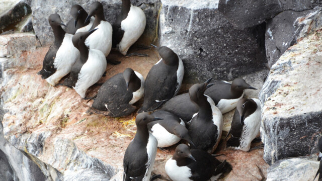 Langvía - Uria aalge © Trausti Baldursson Langvía - Uria aalge © Trausti Baldursson