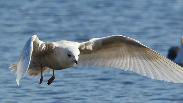 Bjartmáfur - (Larus glaucoides © Trausti Baldursson Bjartmáfur - (Larus glaucoides © Trausti Baldursson