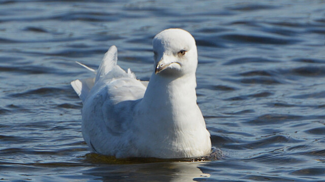 Bjartmáfur - (Larus glaucoides © Trausti Baldursson Bjartmáfur - (Larus glaucoides © Trausti Baldursson