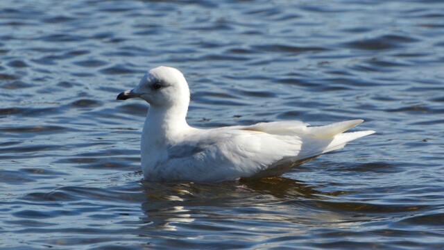 Bjartmáfur - (Larus glaucoides © Trausti Baldursson Bjartmáfur - (Larus glaucoides © Trausti Baldursson