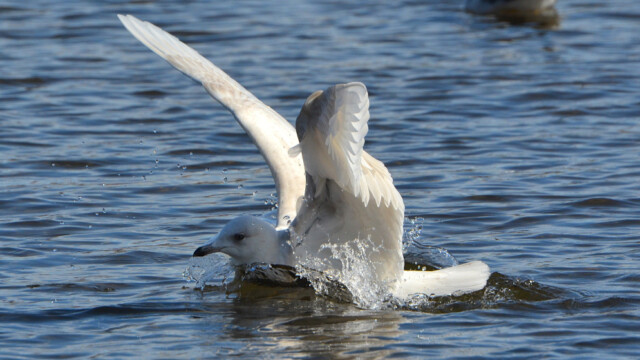Bjartmáfur - (Larus glaucoides © Trausti Baldursson Bjartmáfur - (Larus glaucoides © Trausti Baldursson