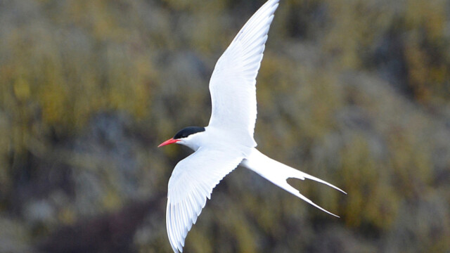 Kría - Sterna paradisaea © Trausti Baldursson Kría - Sterna paradisaea © Trausti Baldursson