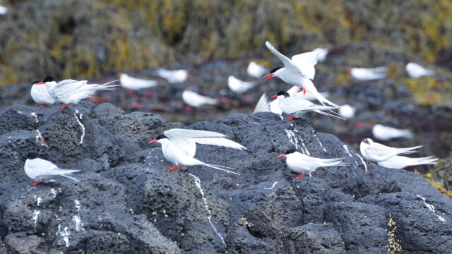 Kría - Sterna paradisaea © Trausti Baldursson Kría - Sterna paradisaea © Trausti Baldursson