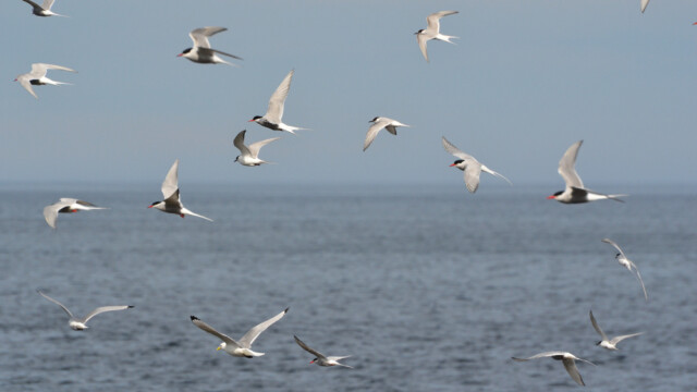 Kría - Sterna paradisaea © Trausti Baldursson Kría - Sterna paradisaea © Trausti Baldursson