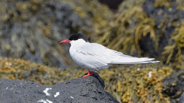 Kría - Sterna paradisaea © Trausti Baldursson Kría - Sterna paradisaea © Trausti Baldursson