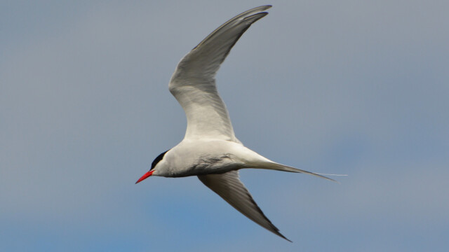 Kría - Sterna paradisaea © Trausti Baldursson Kría - Sterna paradisaea © Trausti Baldursson