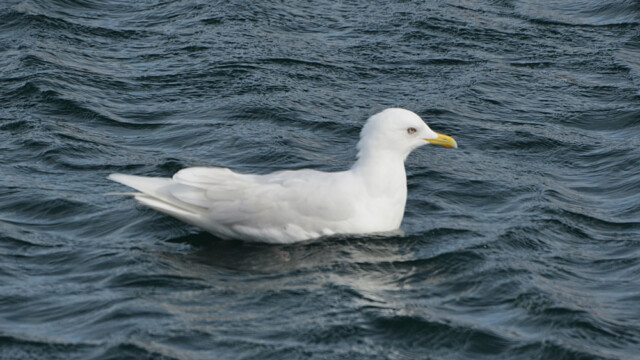 Bjartmáfur - (Larus glaucoides © Trausti Baldursson Bjartmáfur - (Larus glaucoides © Trausti Baldursson