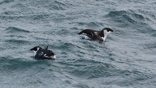 Haftyrðill - Alle alle © Trausti Baldursson Haftyrðill - Alle alle © Trausti Baldursson