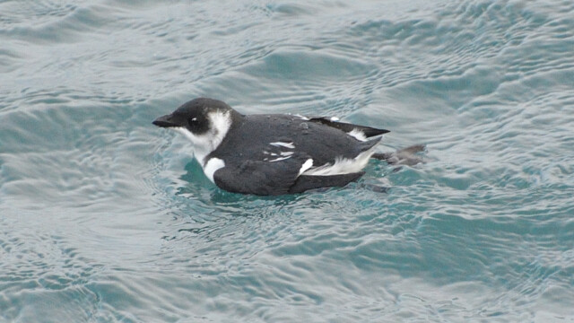 Haftyrðill - Alle alle © Trausti Baldursson Haftyrðill - Alle alle © Trausti Baldursson