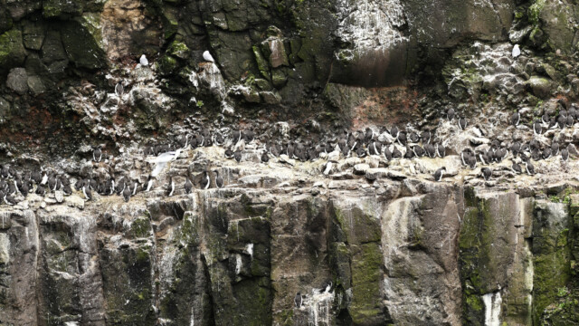 Langvía - Uria aalge © Trausti Baldursson Langvía - Uria aalge © Trausti Baldursson