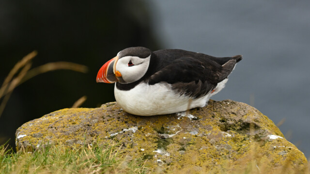 Lundi-Fratercula artica © Trausti Baldursson Lundi-Fratercula artica © Trausti Baldursson