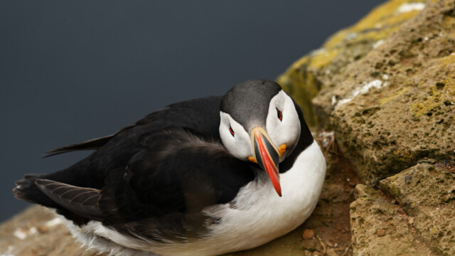 Lundi-Fratercula artica © Trausti Baldursson Lundi-Fratercula artica © Trausti Baldursson