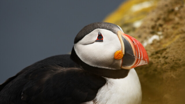 Lundi-Fratercula artica © Trausti Baldursson Lundi-Fratercula artica © Trausti Baldursson