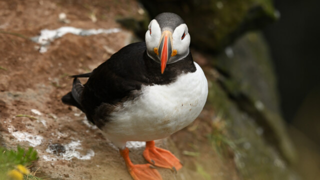 Lundi-Fratercula artica © Trausti Baldursson Lundi-Fratercula artica © Trausti Baldursson