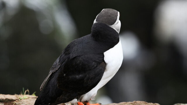 Lundi-Fratercula artica © Trausti Baldursson Lundi-Fratercula artica © Trausti Baldursson