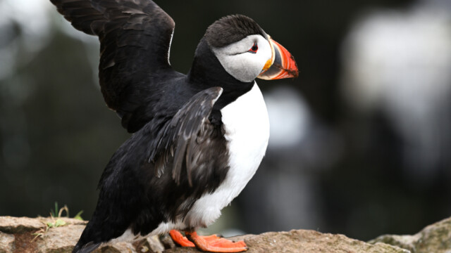 Lundi-Fratercula artica © Trausti Baldursson Lundi-Fratercula artica © Trausti Baldursson