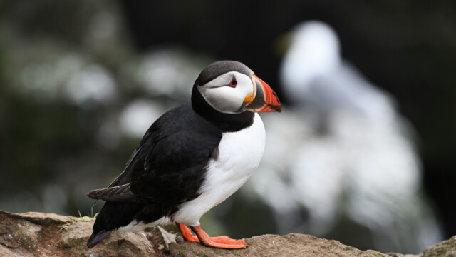 Lundi-Fratercula artica © Trausti Baldursson Lundi-Fratercula artica © Trausti Baldursson