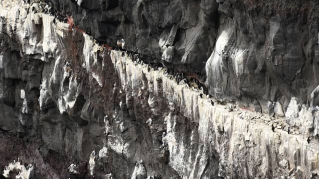 Langvía - Uria aalge © Trausti Baldursson Langvía - Uria aalge © Trausti Baldursson