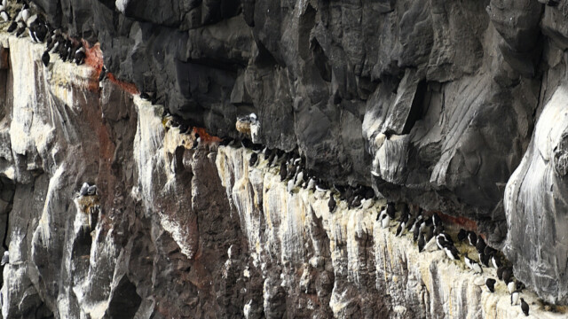 Langvía - Uria aalge © Trausti Baldursson Langvía - Uria aalge © Trausti Baldursson