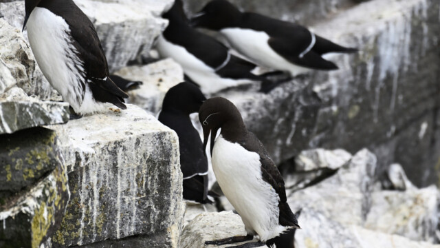 Langvía / hringvía - Uria aalge © Trausti Baldursson Langvía / hringvía - Uria aalge © Trausti Baldursson