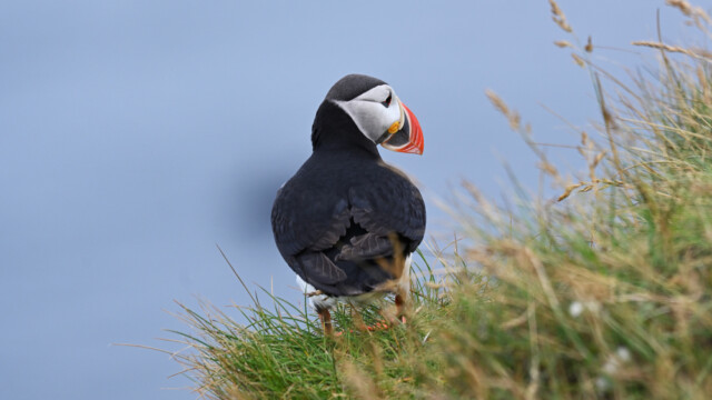 Lundi-Fratercula artica © Trausti Baldursson Lundi-Fratercula artica © Trausti Baldursson