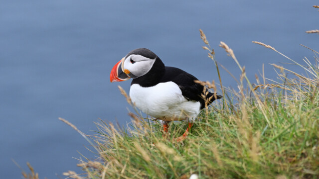 Lundi-Fratercula artica © Trausti Baldursson Lundi-Fratercula artica © Trausti Baldursson