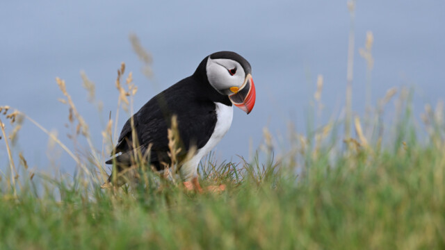 Lundi-Fratercula artica © Trausti Baldursson Lundi-Fratercula artica © Trausti Baldursson