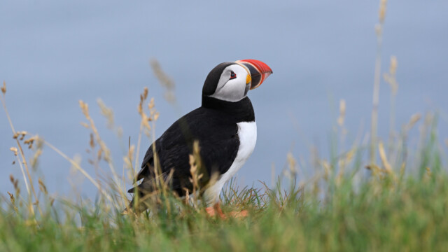 Lundi-Fratercula artica © Trausti Baldursson Lundi-Fratercula artica © Trausti Baldursson