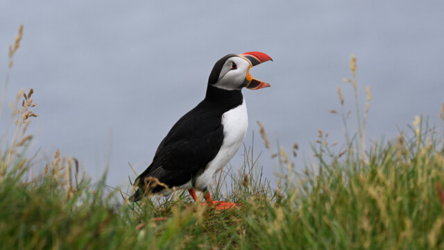 Lundi-Fratercula artica © Trausti Baldursson Lundi-Fratercula artica © Trausti Baldursson