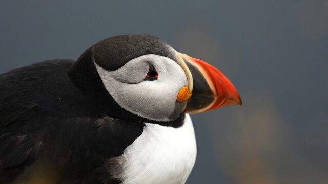 Lundi-Fratercula artica © Trausti Baldursson Lundi-Fratercula artica © Trausti Baldursson