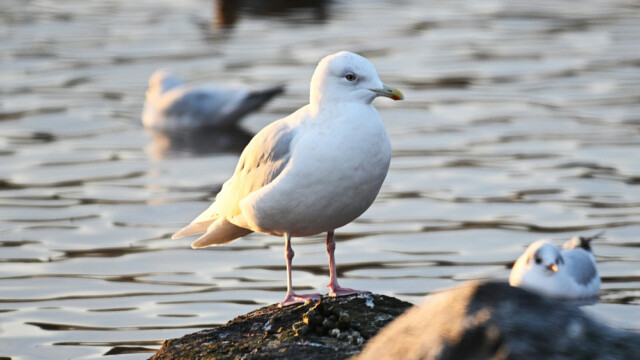 Bjartmáfur - (Larus glaucoides © Trausti Baldursson Bjartmáfur - (Larus glaucoides © Trausti Baldursson